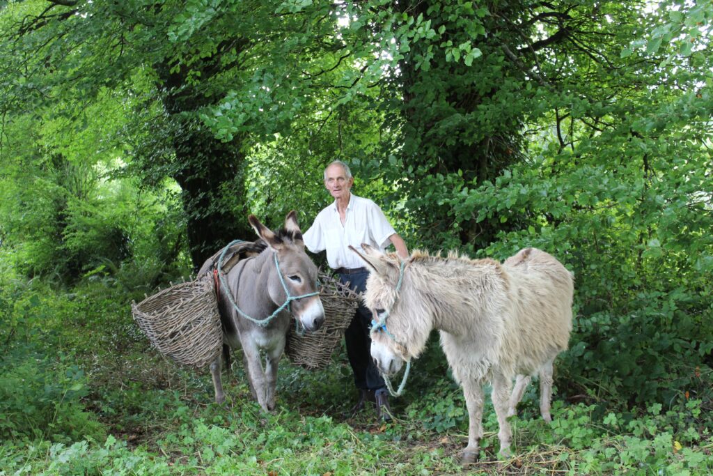 Donkeys by Phyll Beirne