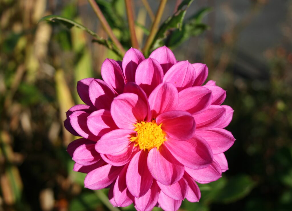 Lisdadnan Flower by Phyll Beirne