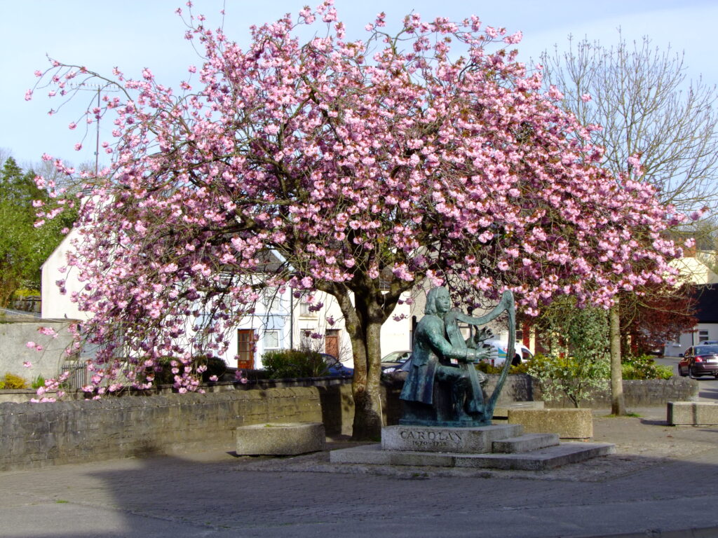 O Carolan under Cherry Blossom by Thérése Foy